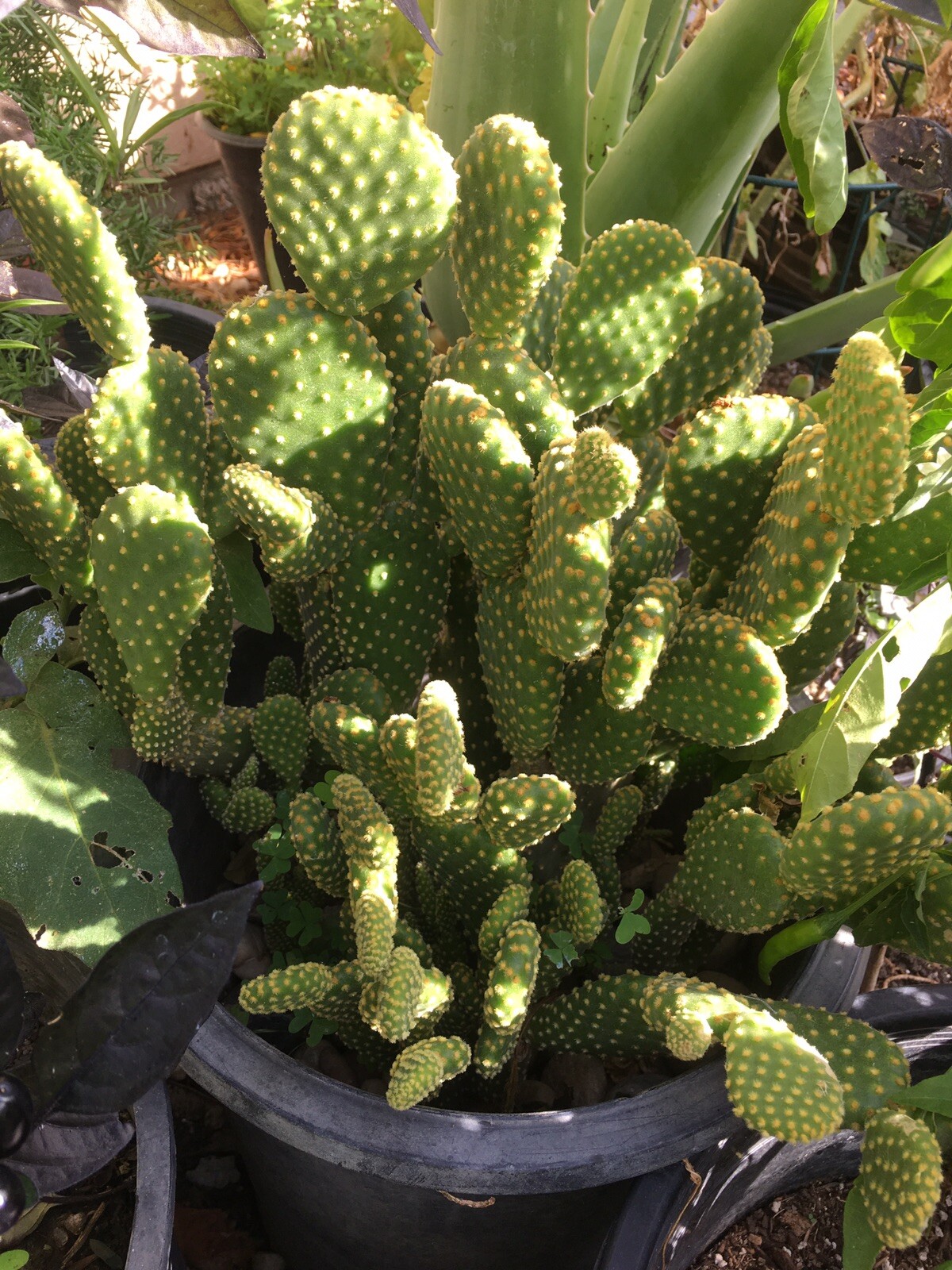 3 Hardy Opuntia Microdasys Cactus Succulent Bunny Ears Cutting No Roots Or Soil