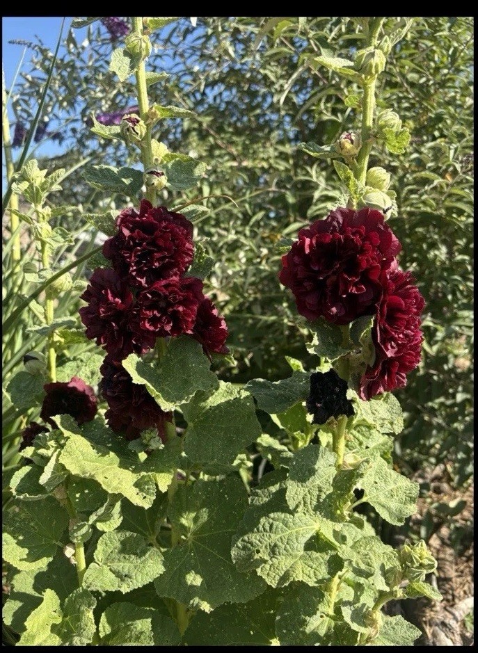 Hollyhock Double Maroon Seeds 50ct