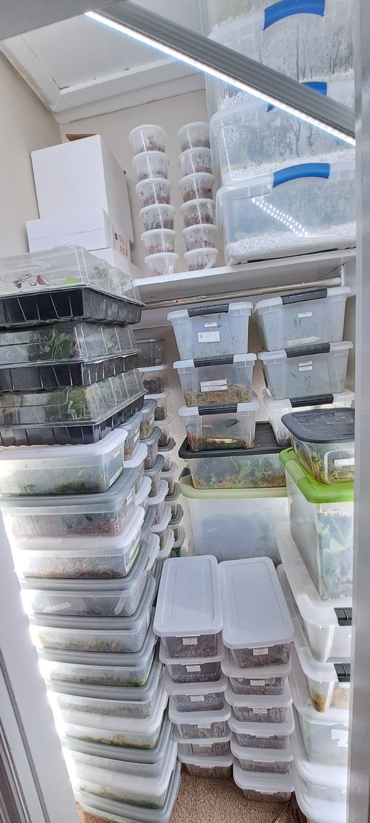 Straight Out Of The Propbox Mystery House Plant Bundle- 6 Plants