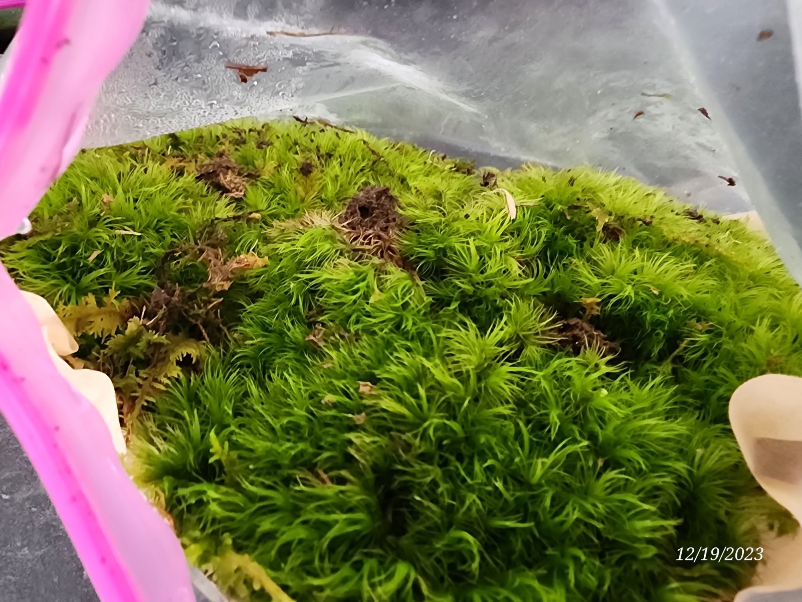 Live KENTUCKY Mood/Fern/Sheet Moss Perfect for Terrariums, Crafts, Gardens