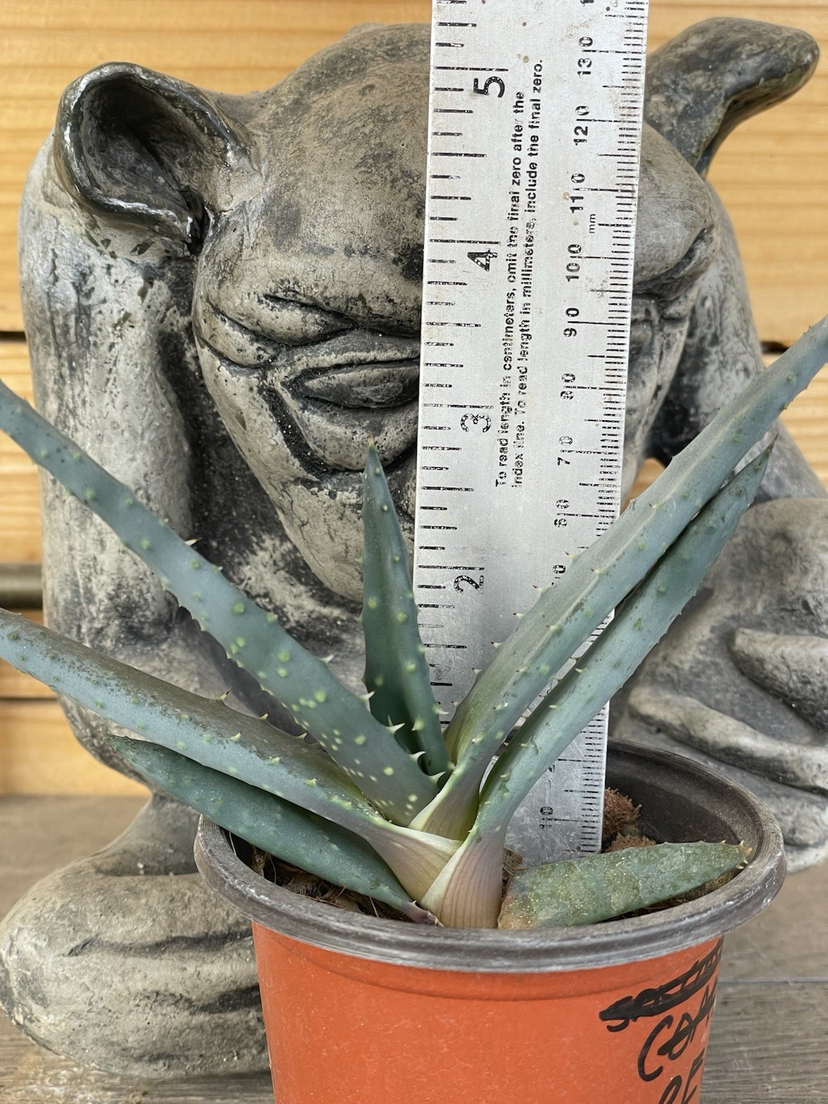 ALOE REITZII – rare aloe seedling — SEED GROWN!!