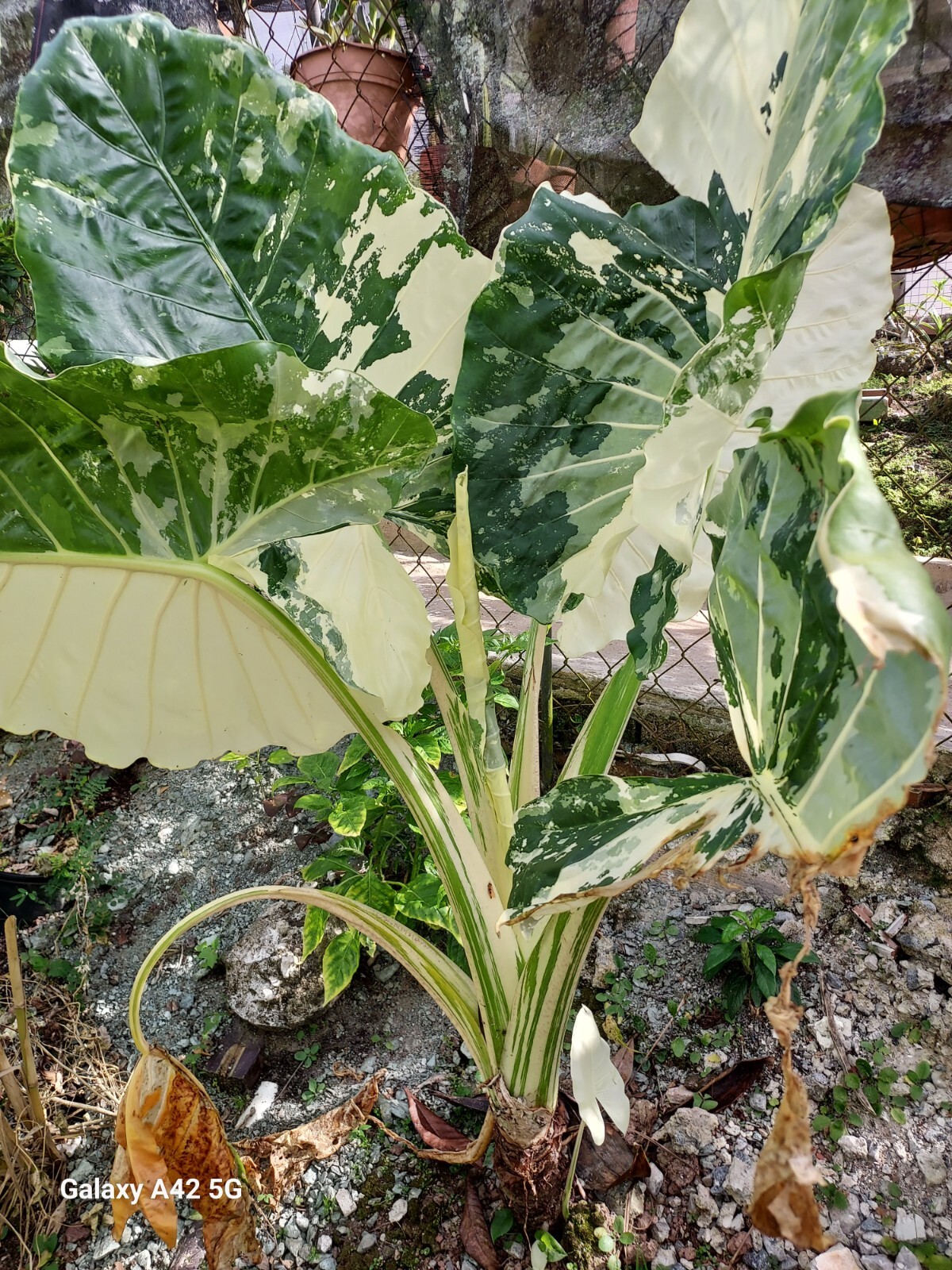 1 baby 3″ Alocasia Variegated White Green Starter Plant Elephant Ear (No HI, CA)