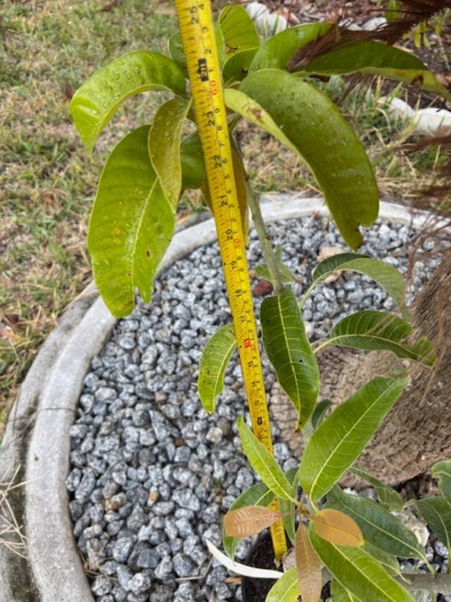 14 MO CARRIE MANGO TREE GRAFTED (MANGIFERA INDICA)
