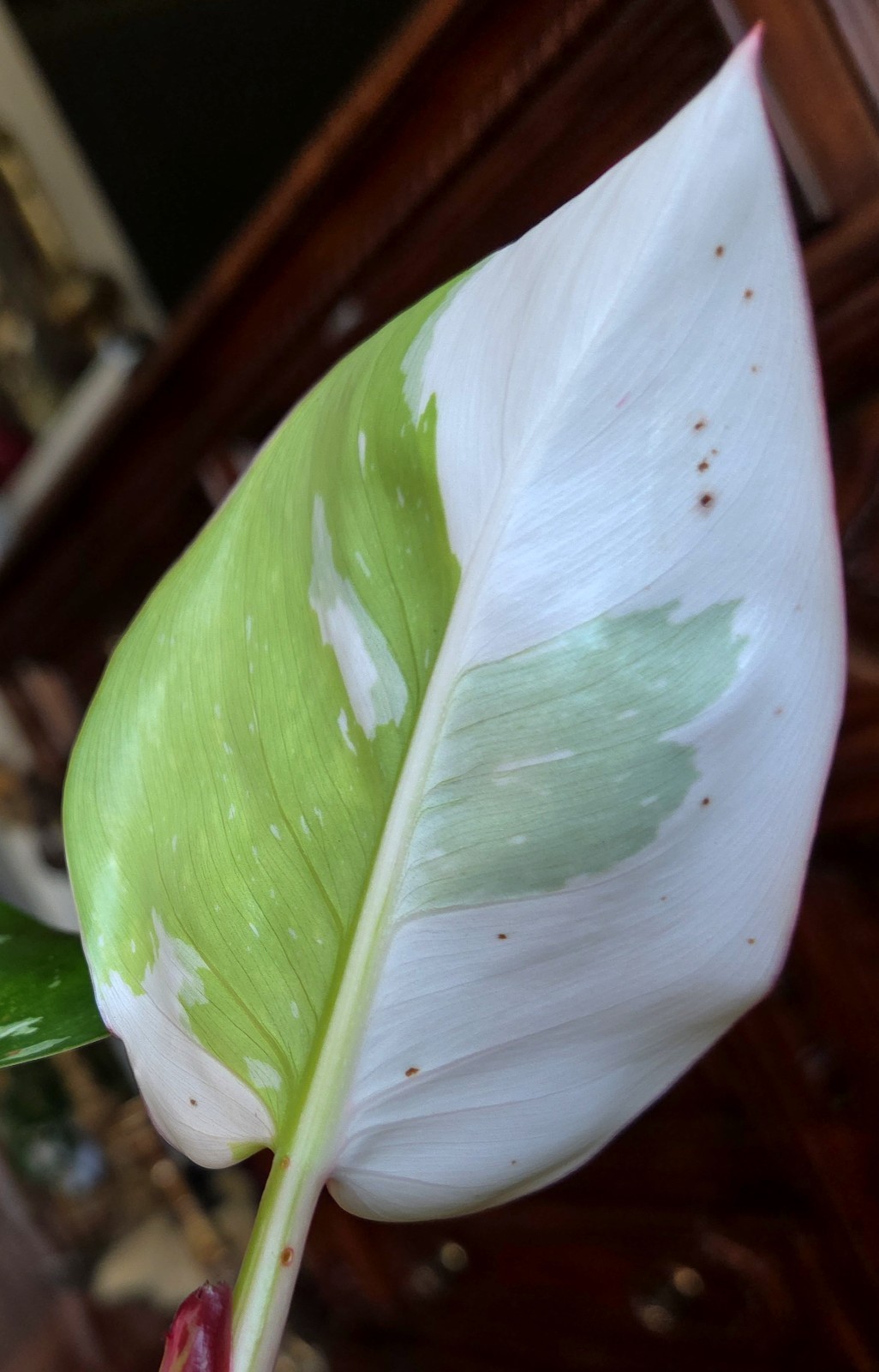 Rare Philodendron White Princess Tricolor 25″ Tall w/ Pups Not Aroid Anthurium