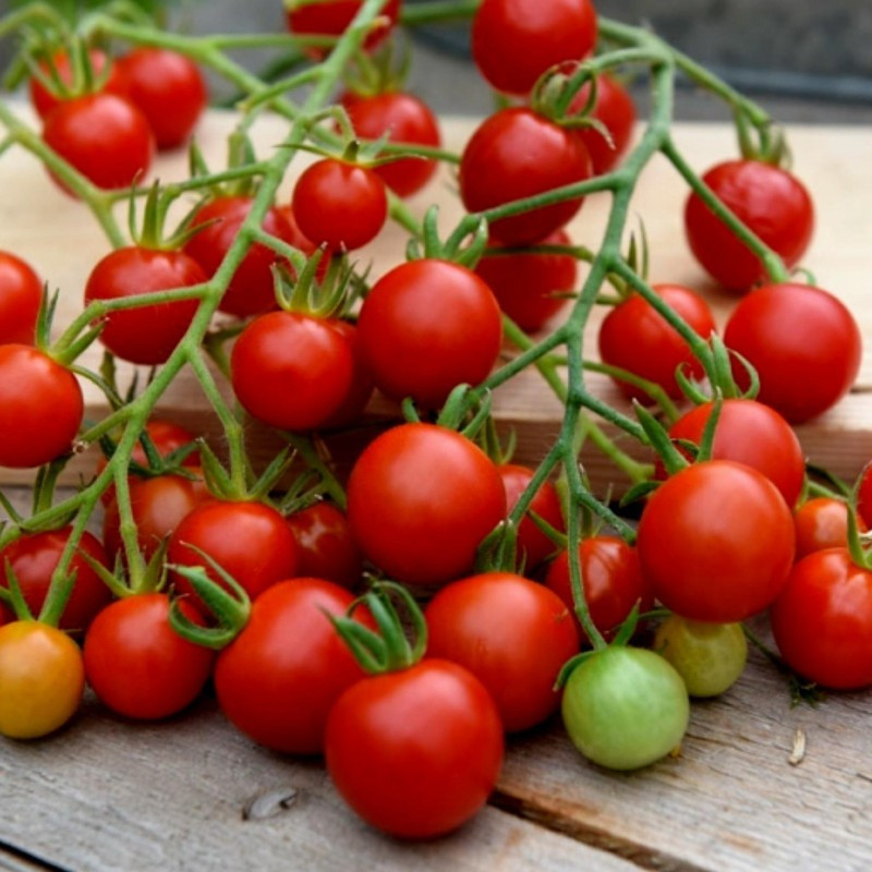 100+ SUPERSWEET 100 LARGE CHERRY TOMATO SEEDS – NON GMO – ORGANIC —- FRESH