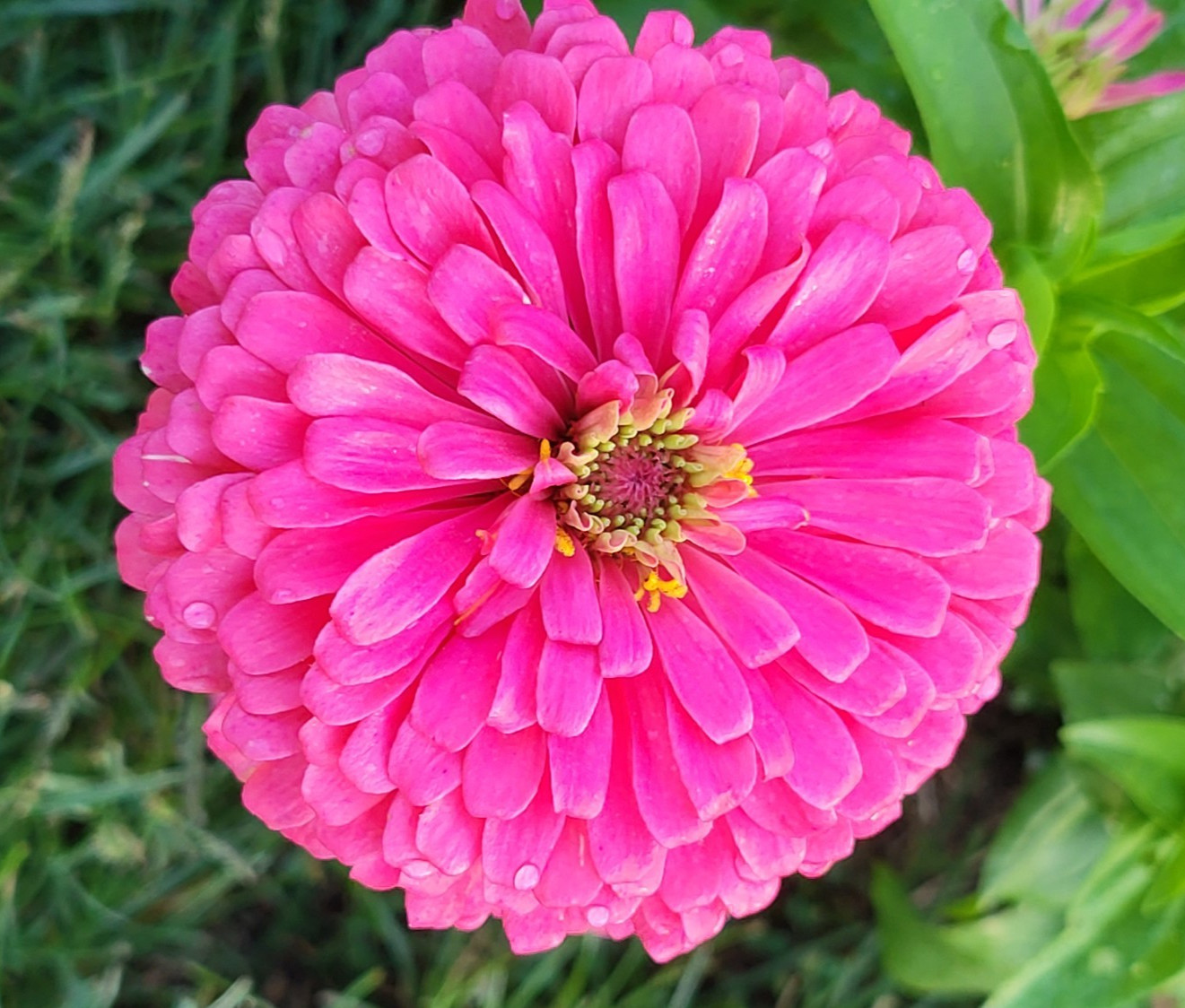 Hot Pink Zinnia Seeds Huge Blooms Butterfly & Bee Magnet, FREE Shipping 30 seeds