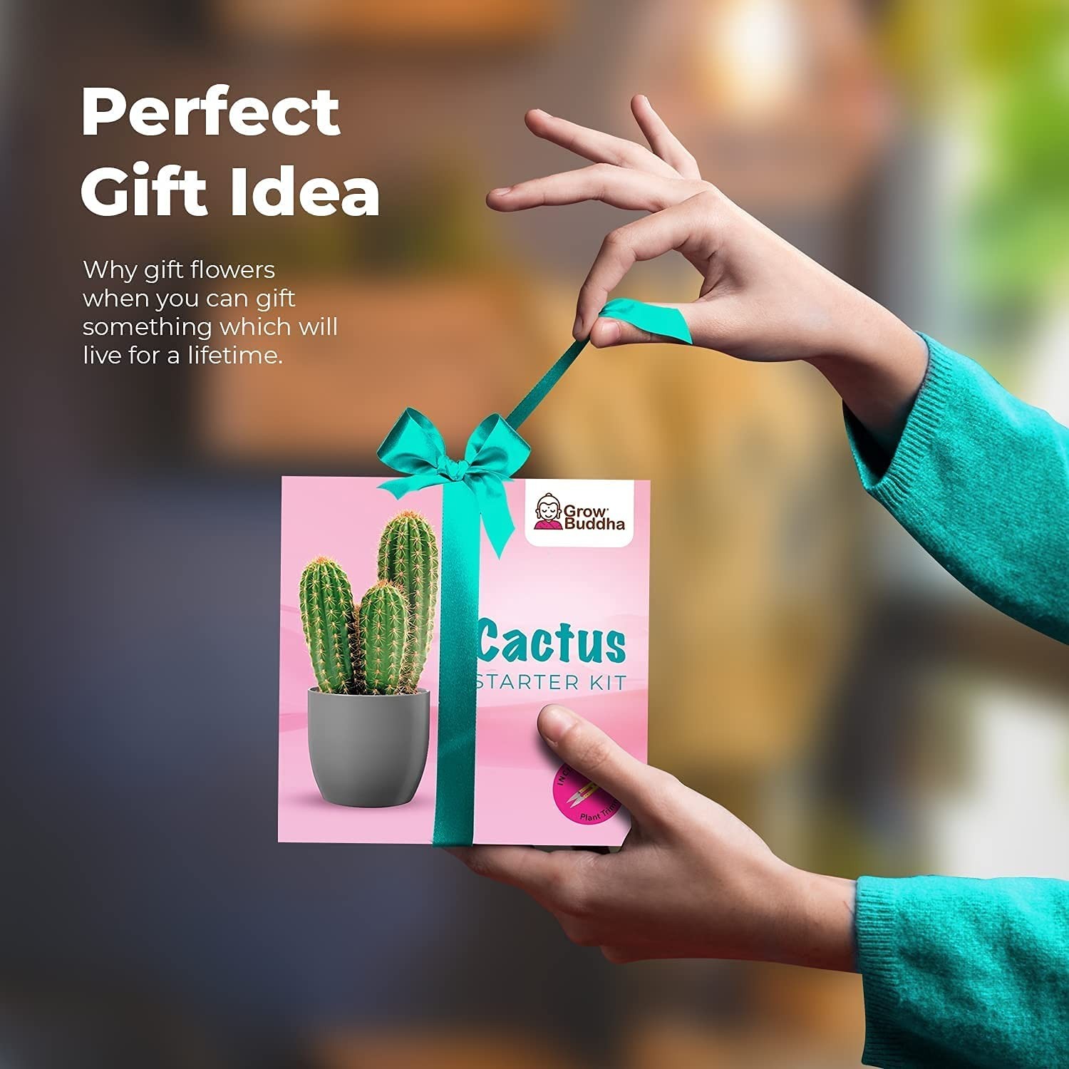 Cactus Kit Grow Your Own Seeds Starter | Plants, Cacuts