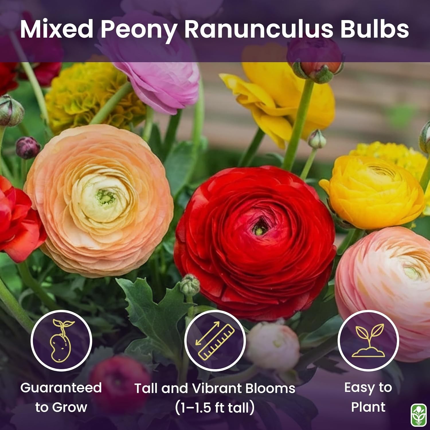 Mixed Peony Ranunculus Bulbs 12 Large Corms Multi Color Spring Summer Garden