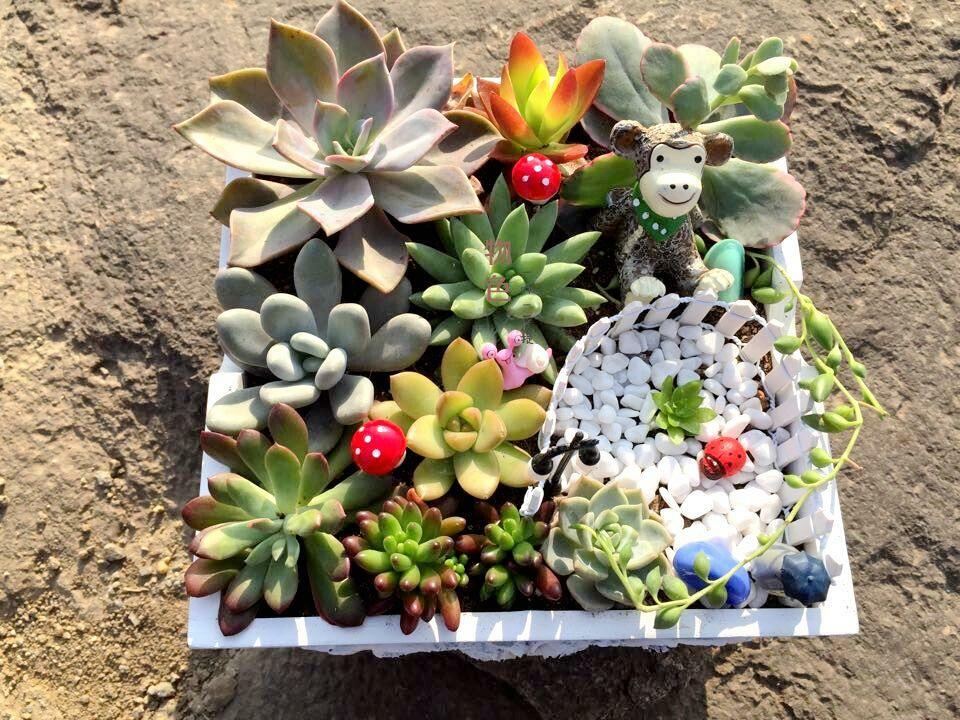 Assorted Succulent Cuttings, Clippings With 10 varieties plants for Garden Decor