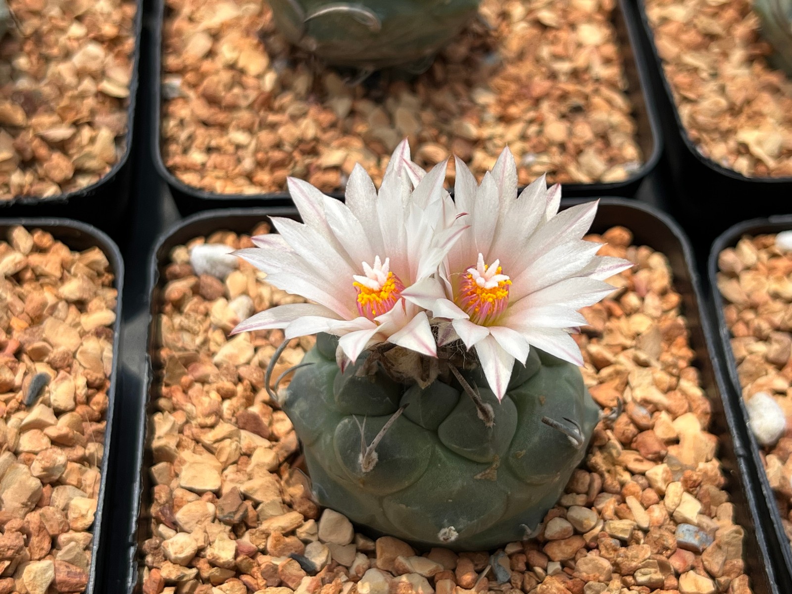 Cactus-Turbinicarpus klinkerianus (mature seed grown specimen) 2.5” pot