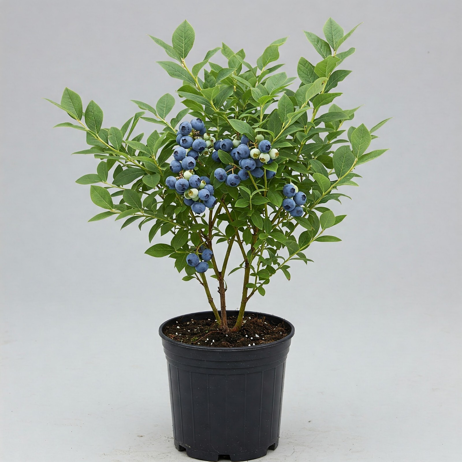 Top Hat Blueberry 1 Gal 6 Pack Live Plant Vaccinium Small Outdoor Fruiting Bush