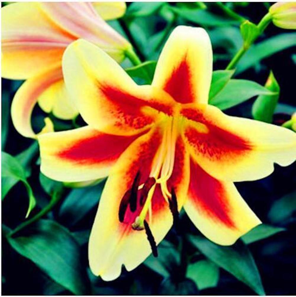 25pc LILY SEEDS Garden Plant Flower rare bloom exotic USA seller B FREE shipping