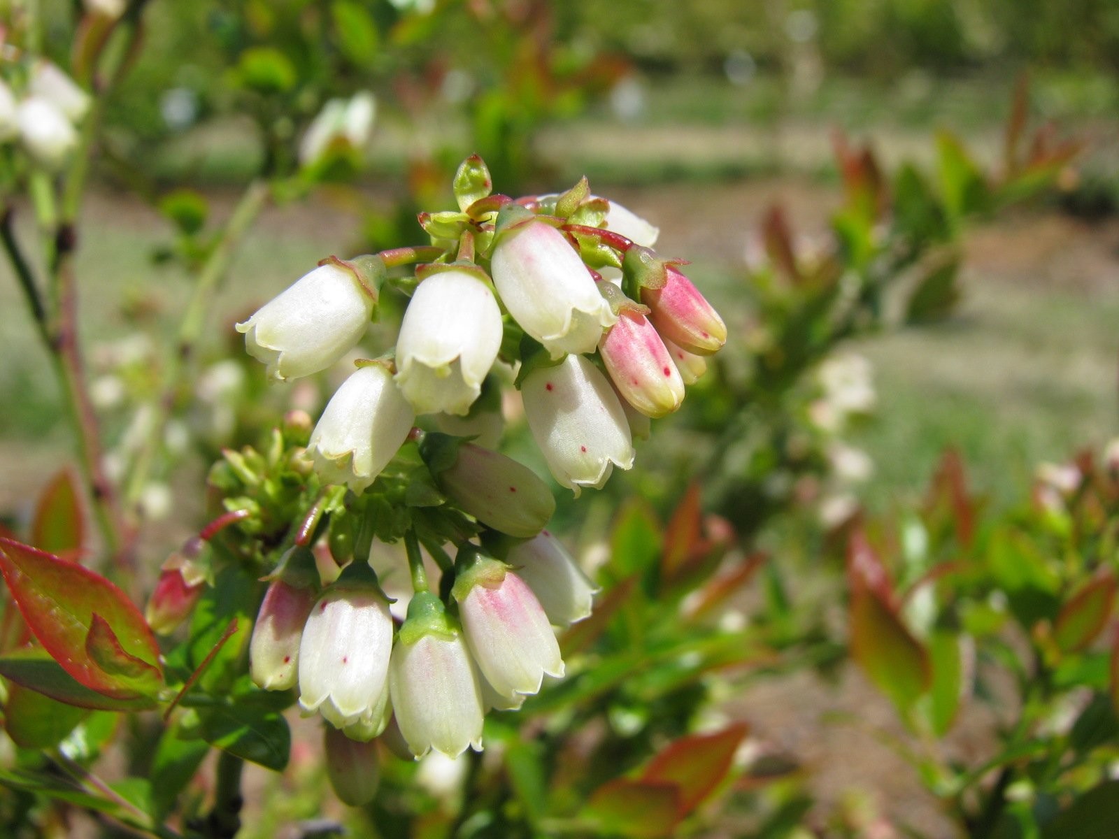 Green Promise Farms Bushel And Berry – Vaccinium Cor. Blueberry Glaze Blueberry