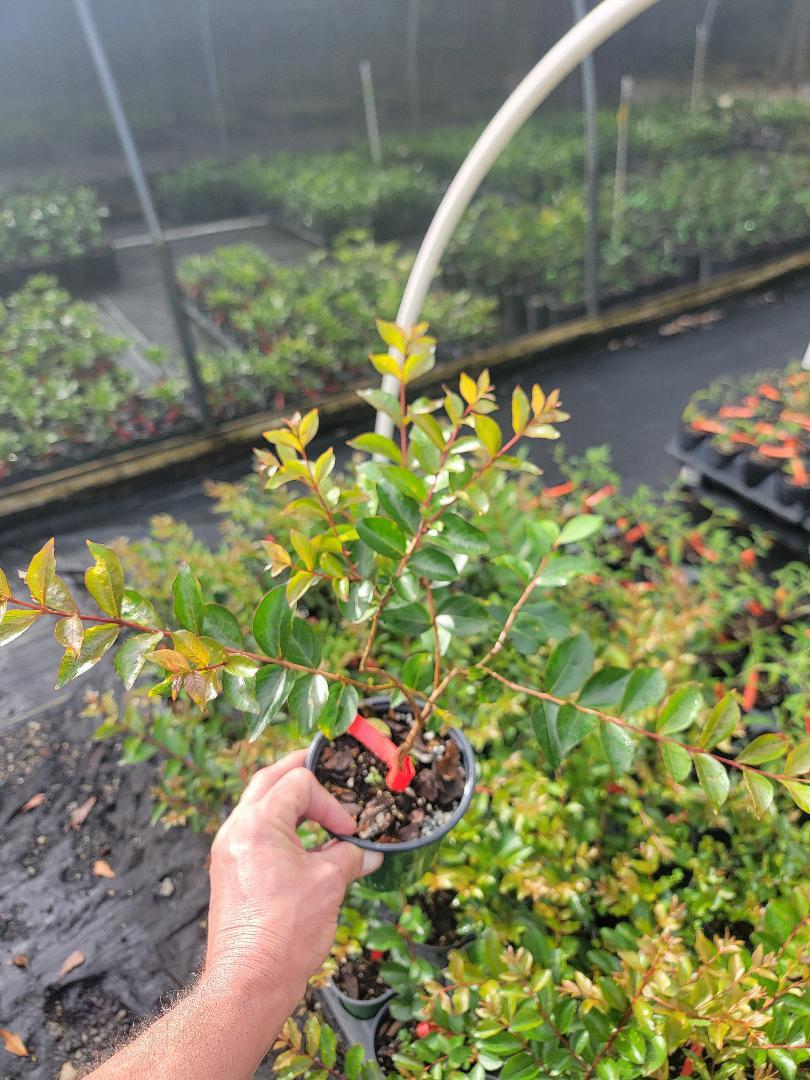 Sioux Pink Crape Myrtle Tree – Live Plant – ( 1 QT )