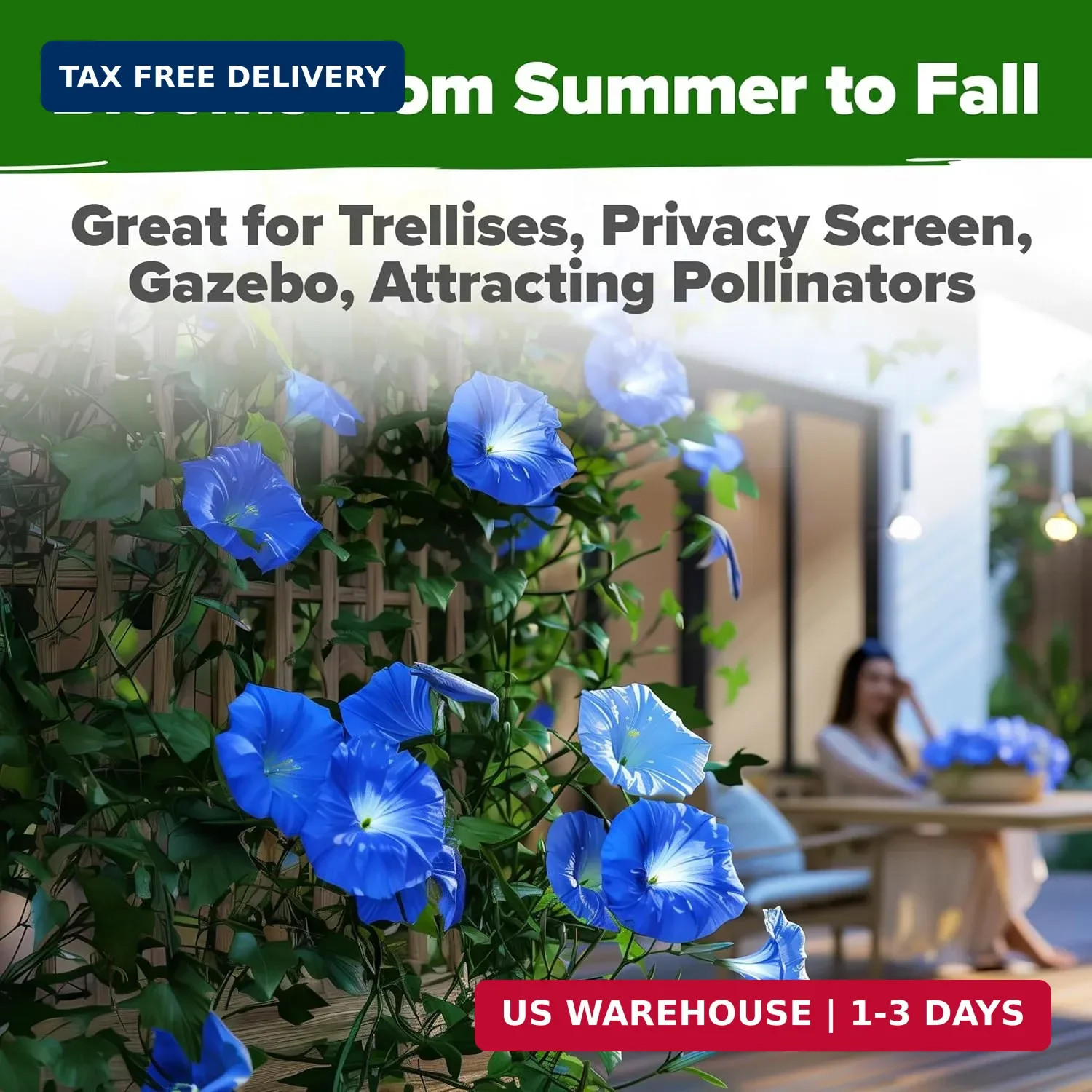 HOME GROWN Heavenly Blue Morning Glory – 150 Heirloom Seeds for Planting, Ideal