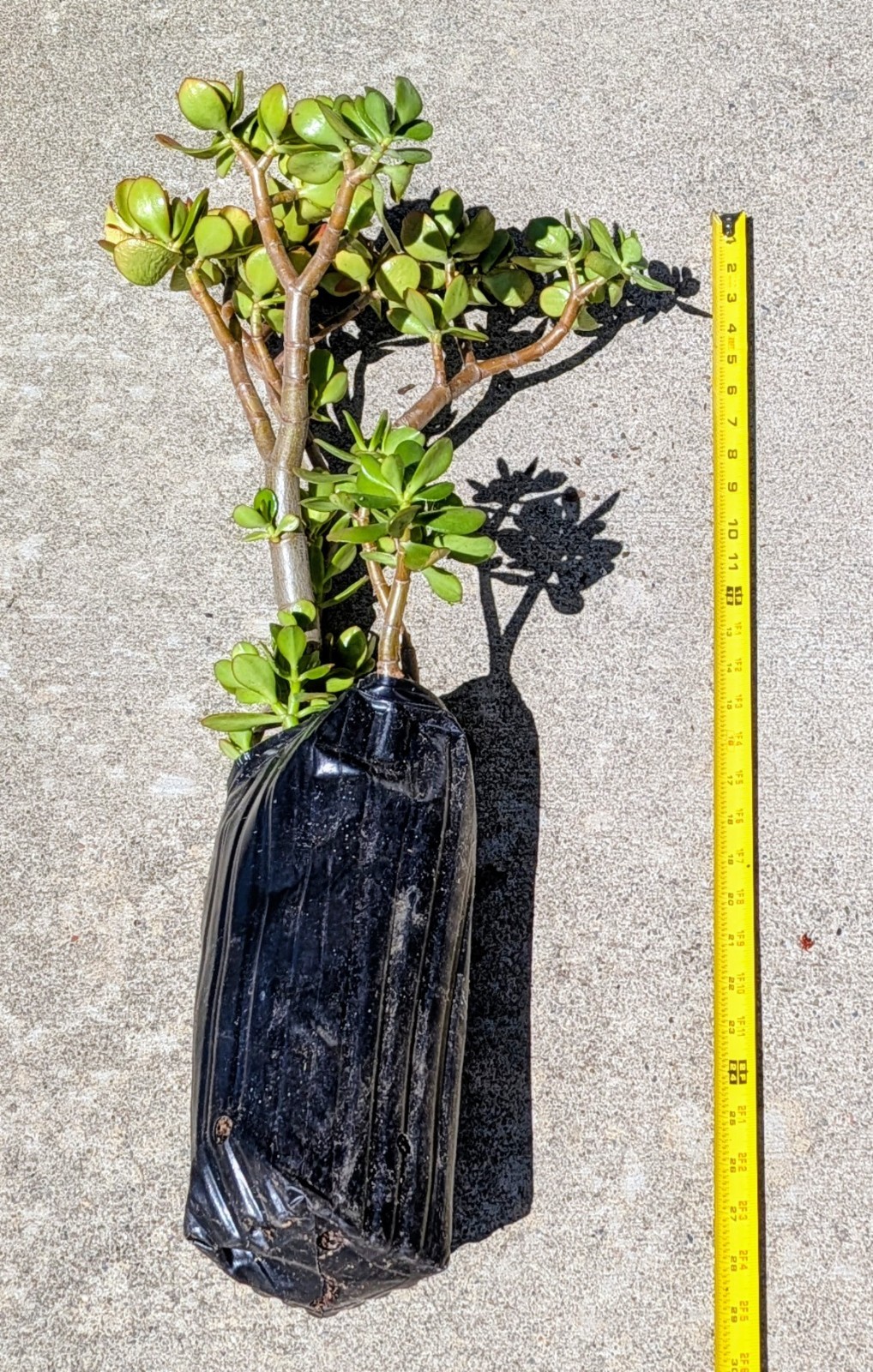 U Pick Any One Crassula Ovata 28″H~30″H Jade Plant Tree Stumps In 12″H Tree Pots