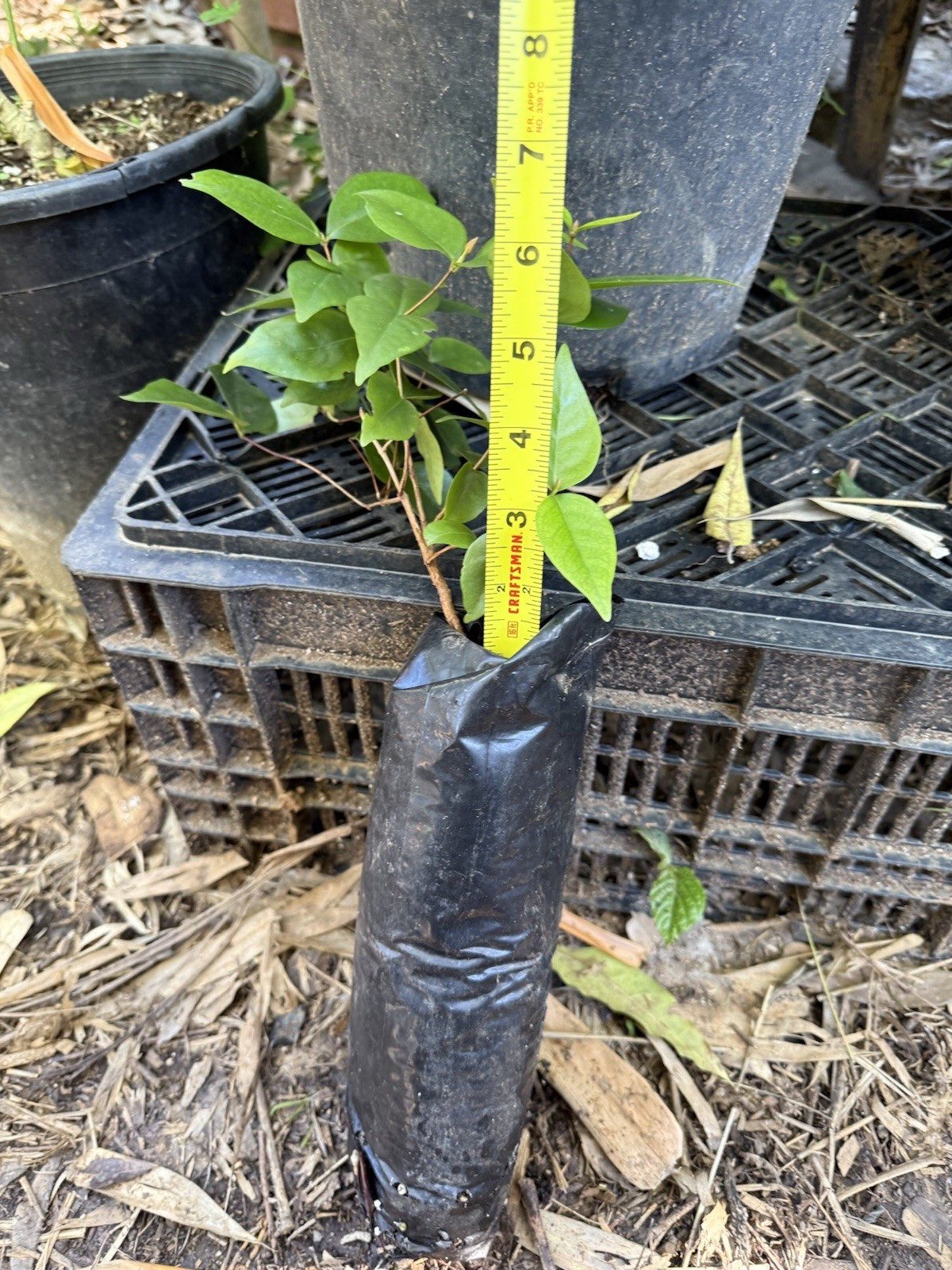Surinam Cherry Black Eugenia Uniflora Pitanga PLANT Fruit Tree Potted 3-7″