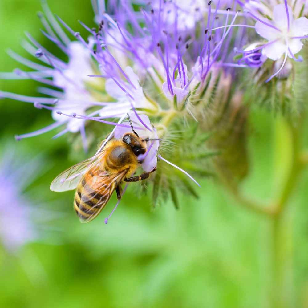 5 LBS Lacy Phacelia Seeds – Phacelia Tanacetifolia Wildflower Seed