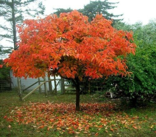 American Common Persimmon Tree~Diospyros virginiana~Well Rooted Starter Plant –