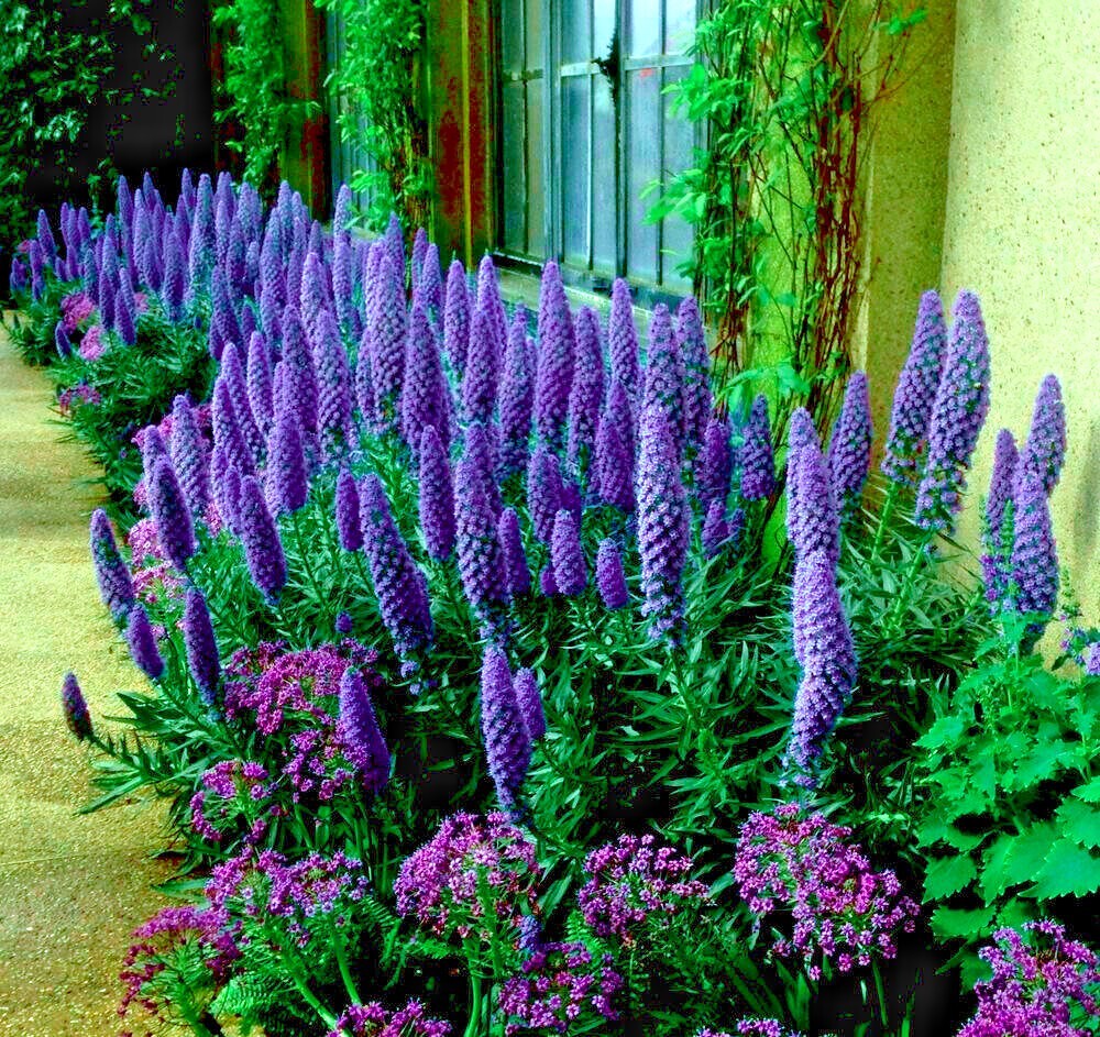 PRIDE OF MADEIRA Flower Seeds Echium fastuosum Blue Tower of Jewels Garden Plant