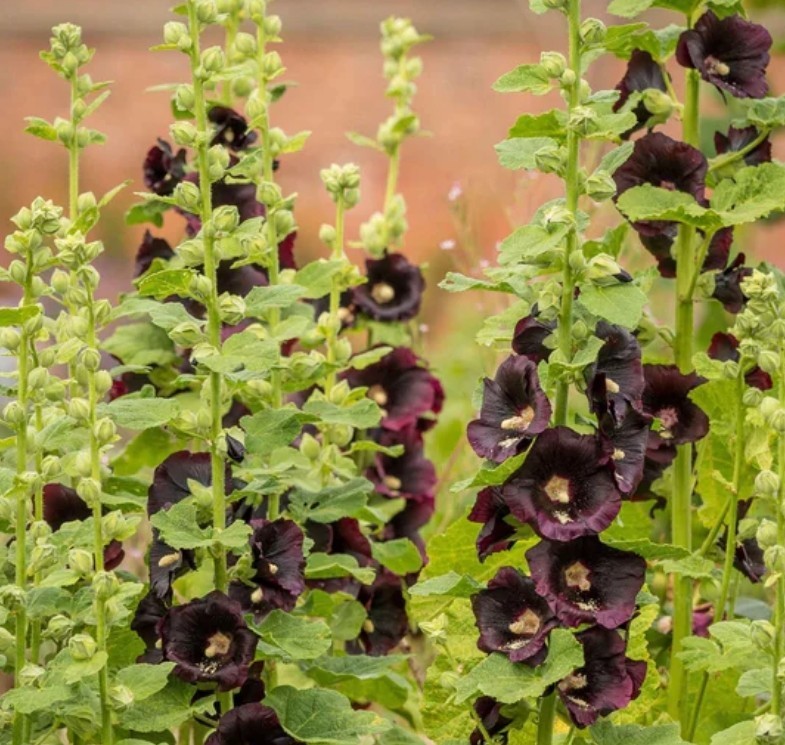 30+ Nigra Black Hollyhock Hollyhock Seeds **Fresh Seeds** ~~Free Shipping~~