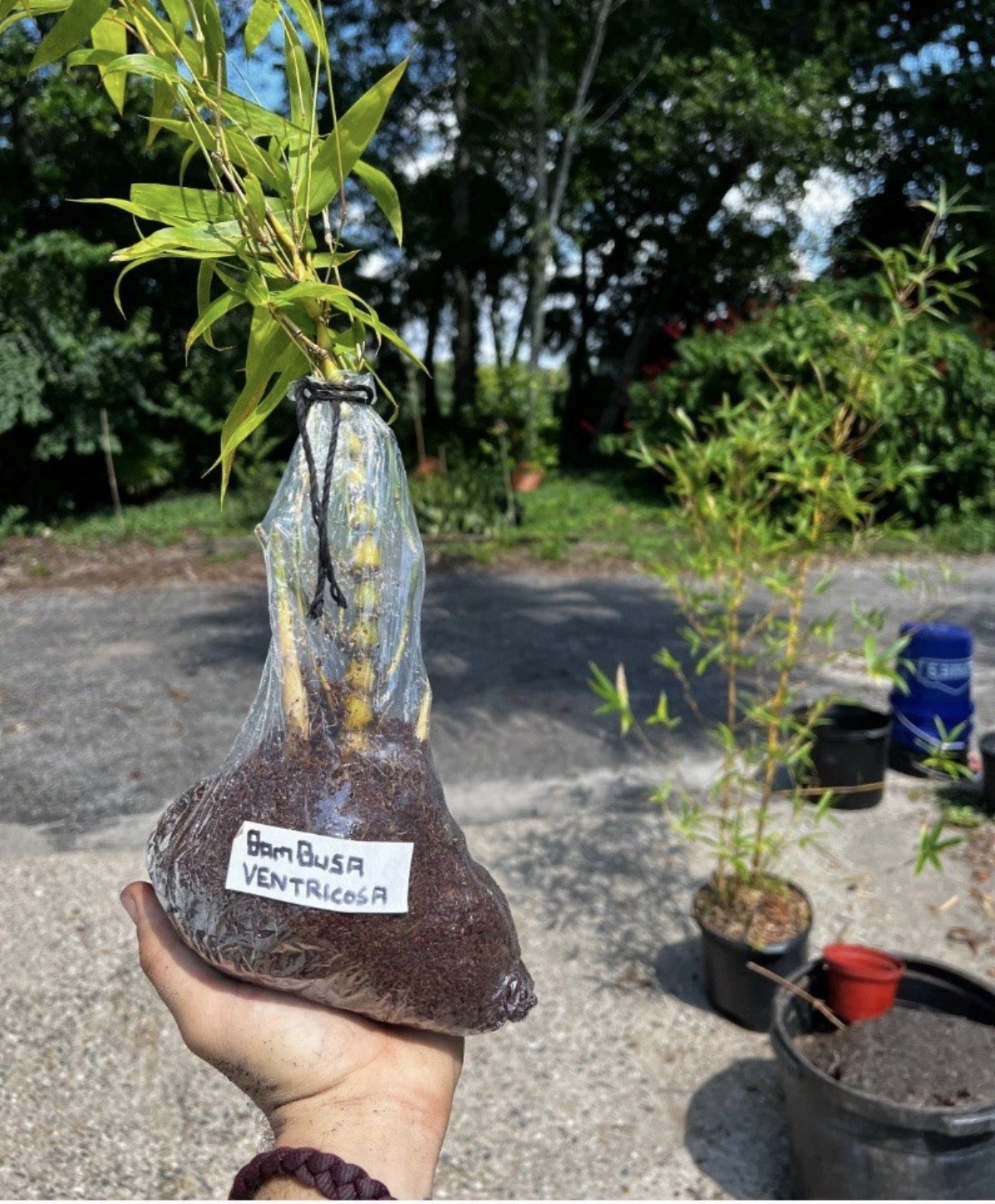 Buddha belly bamboo Valued XL rhizome division