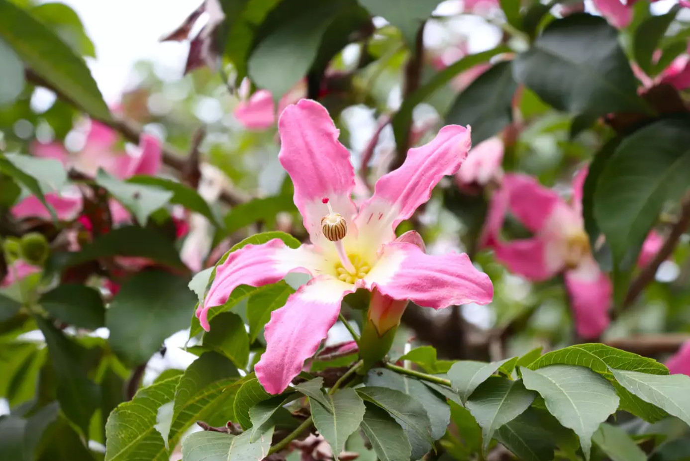 3 x Silk Floss Tree Seedlings 6 – 8″ tall live trees! Chorisia Ceiba Speciosa