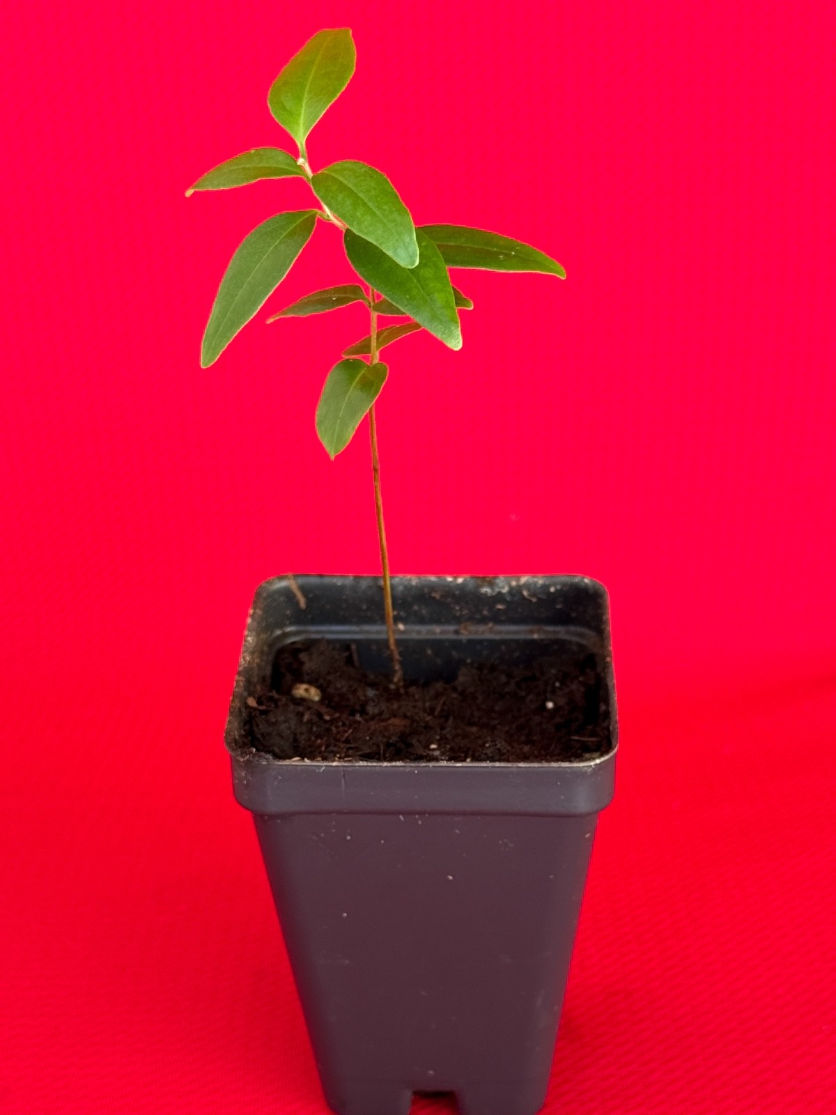 Eugenia Florida Guamirim Pitanga Preta Dark Red Fruit Tropical Tree Plant Potted