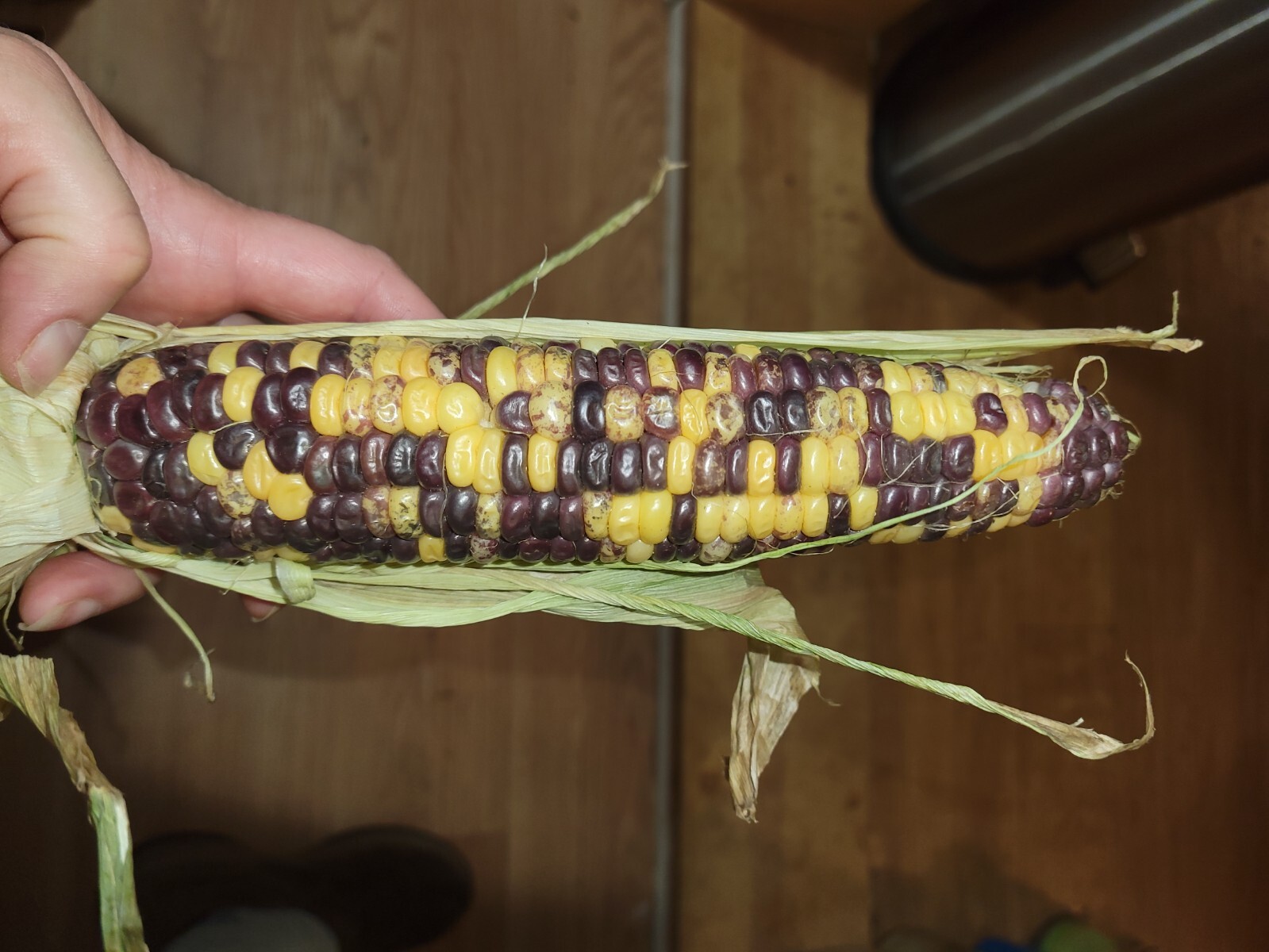 35+ ORGANIC Sweet Corn seeds Festivity USA-Grown NC. multicolor. Colored. Indian