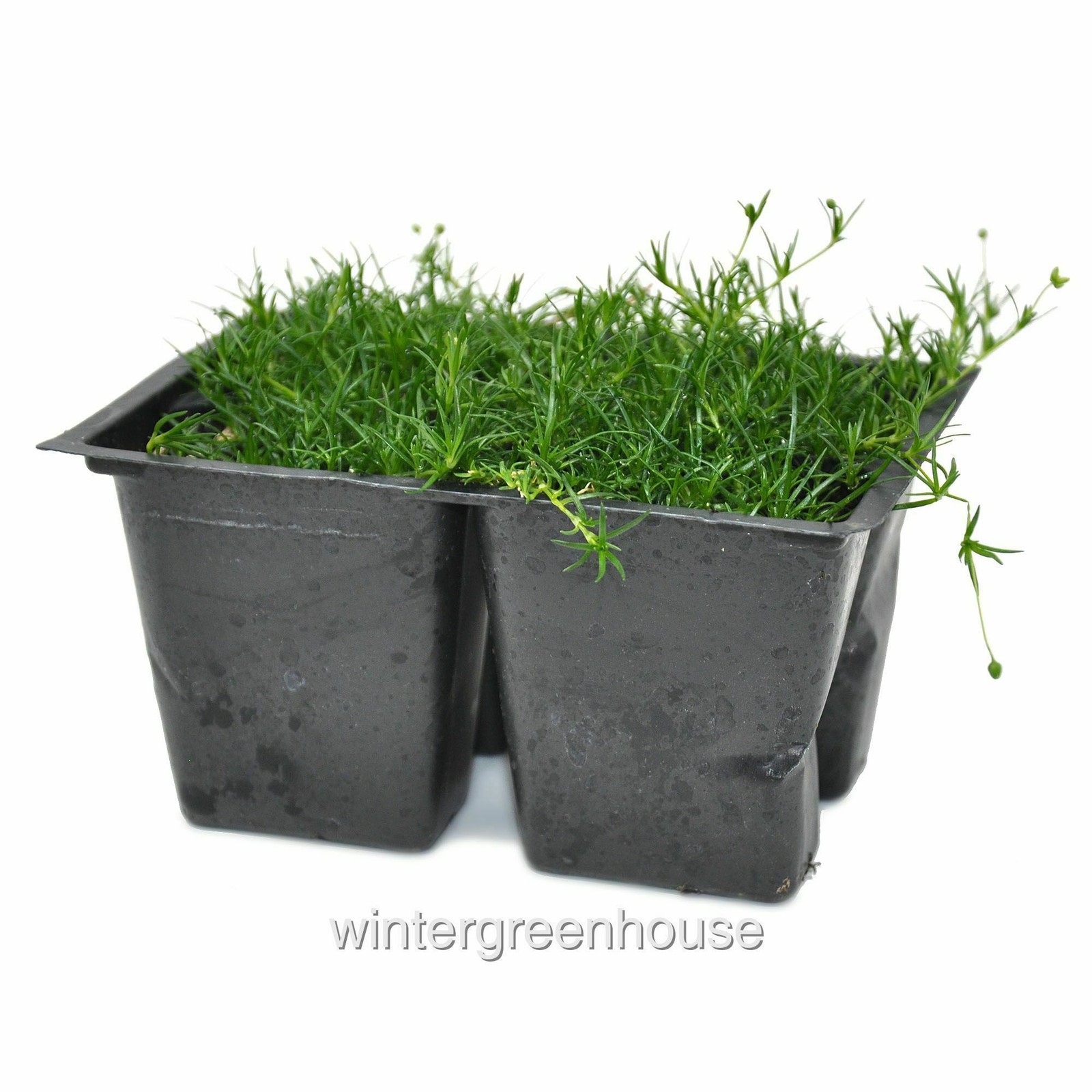 Sagina subulata, Irish Moss Ground Cover, Container Size: 4x 2.63×1.72×2.75″