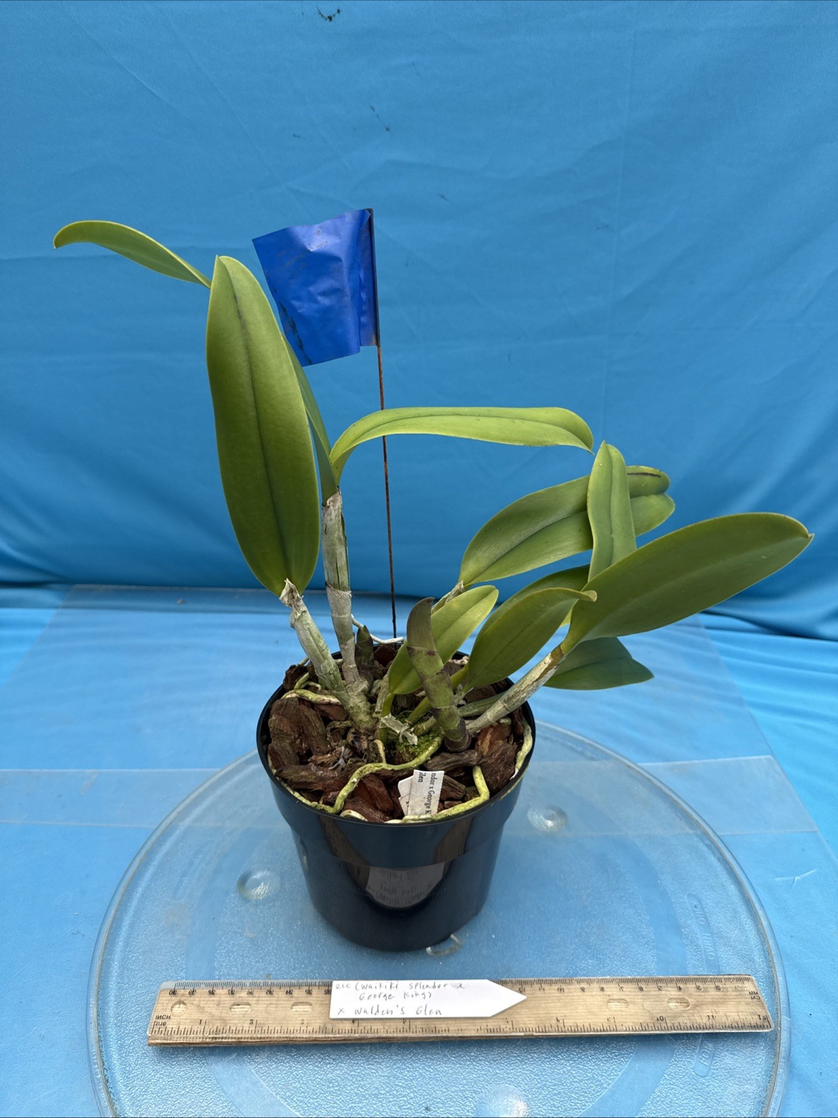 Rlc (Waikiki Splendor X George King) X Walden’s Glen Orchid Eros Hybrid 7” Pot