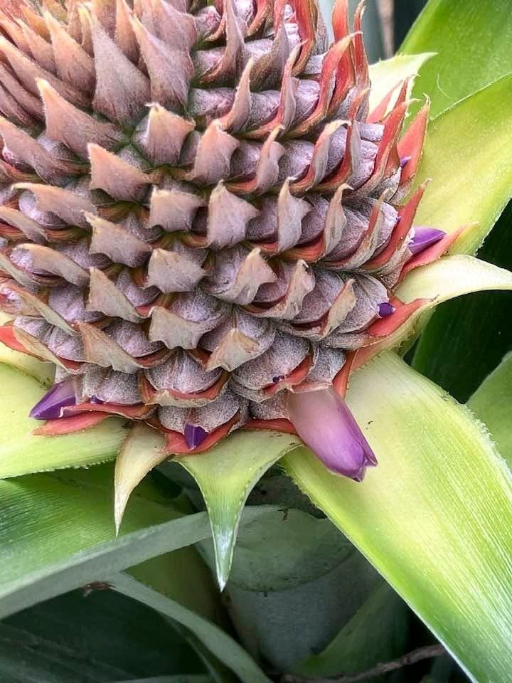 Smooth Leaf Live Pineapple Plants Spineless Edges From Delicious Fruiting Top