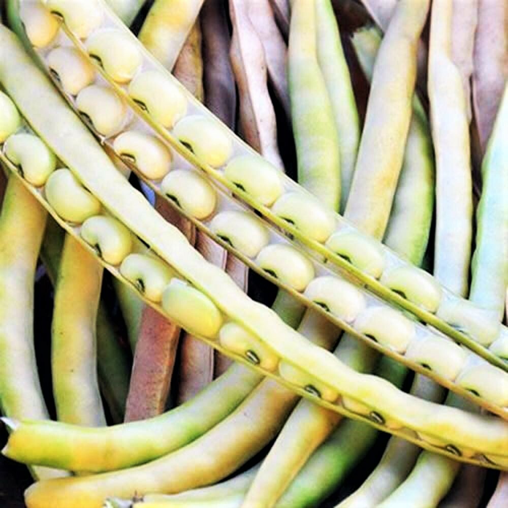 Top Pick Cream Pea Cowpea Seeds | White Field Pea Bean Fresh Vegetable Seed 2024