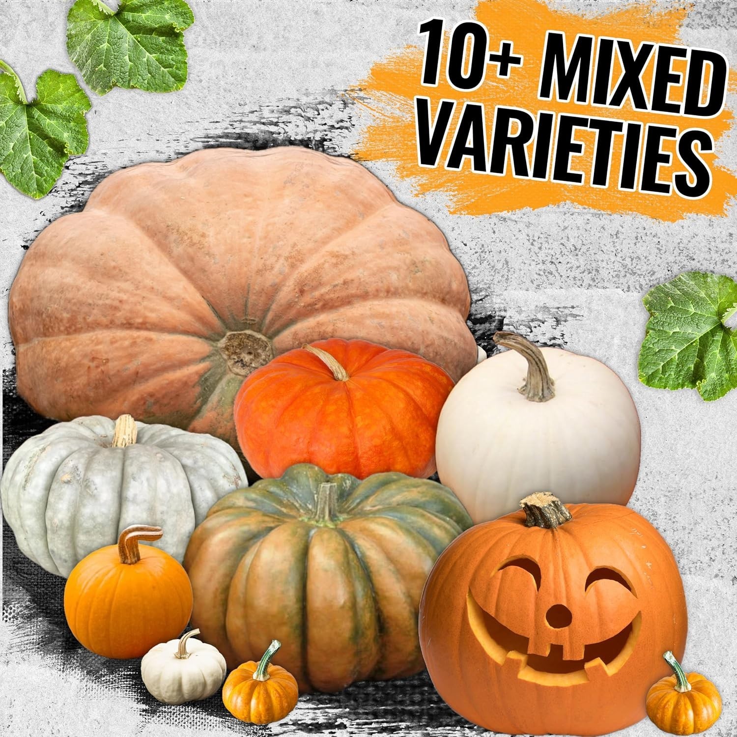 Pumpkin Specialty Spooky Blend 100+ Seeds 10+ Varieties Heirloom Non-GMO