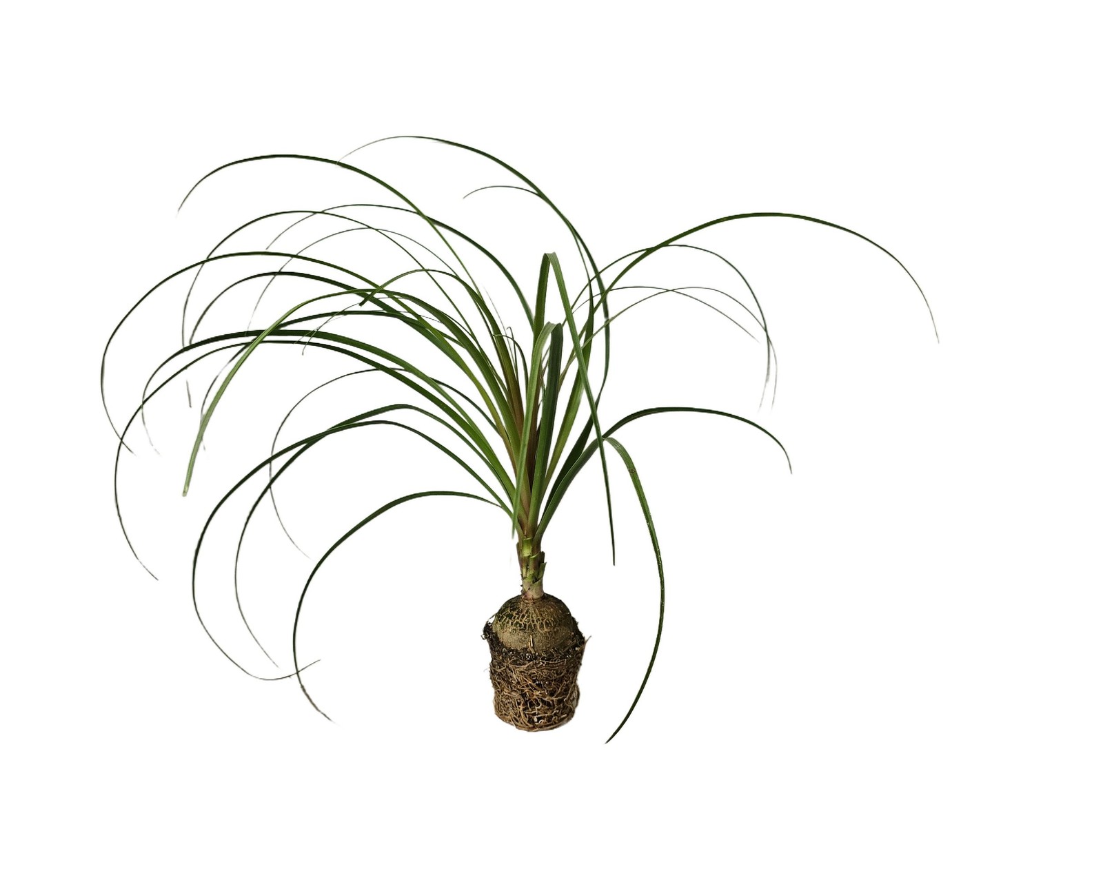 XLarge Live Pony Tail Palm Plant Unique Indoor Outdoor Starter 4 Inch