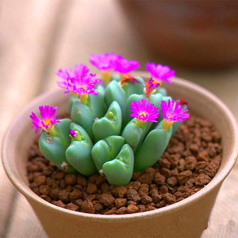 Lithops bonsai Living Stones Flower Succulent Cactus 100pcs/pack Mixed