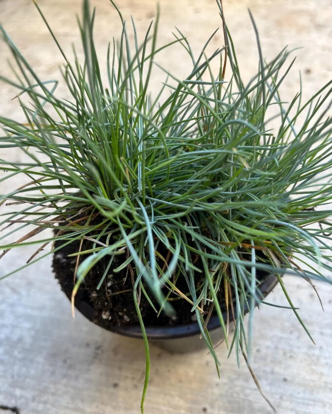 Set 2 Blue Fescue Grass Plants Live in a 4″ Pot- Groundcover Fescue Grass Plant