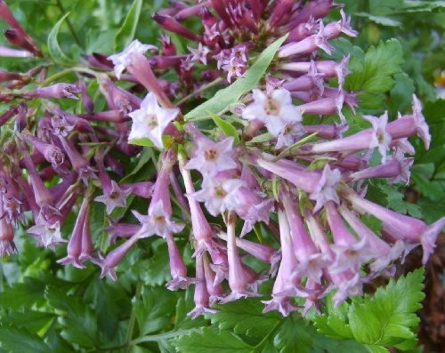Purple Cestrum Day Blooming Jasmine Live Tropical Plant Shrub 8-10″ Tall