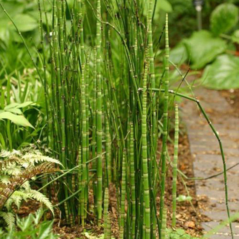Horse Tail Water Pond Plant 100 Seeds Tall Stalk Stem Like Plants USA Seller