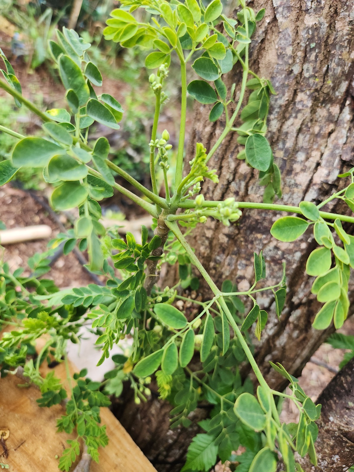 8 FRESH Moringa Tree Cuttinga Oleifera Miracle Drumstick Horseradish ( 10-12″ )