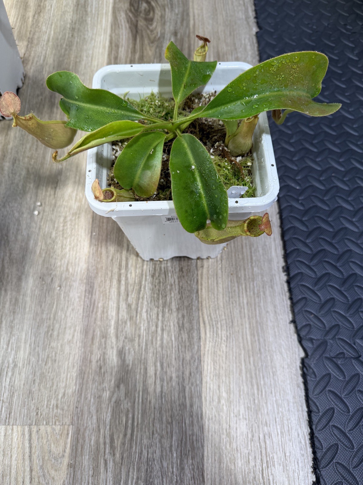 Nepenthes Vetchii Kelabit Highlands x S.O.M. x L.V.B.