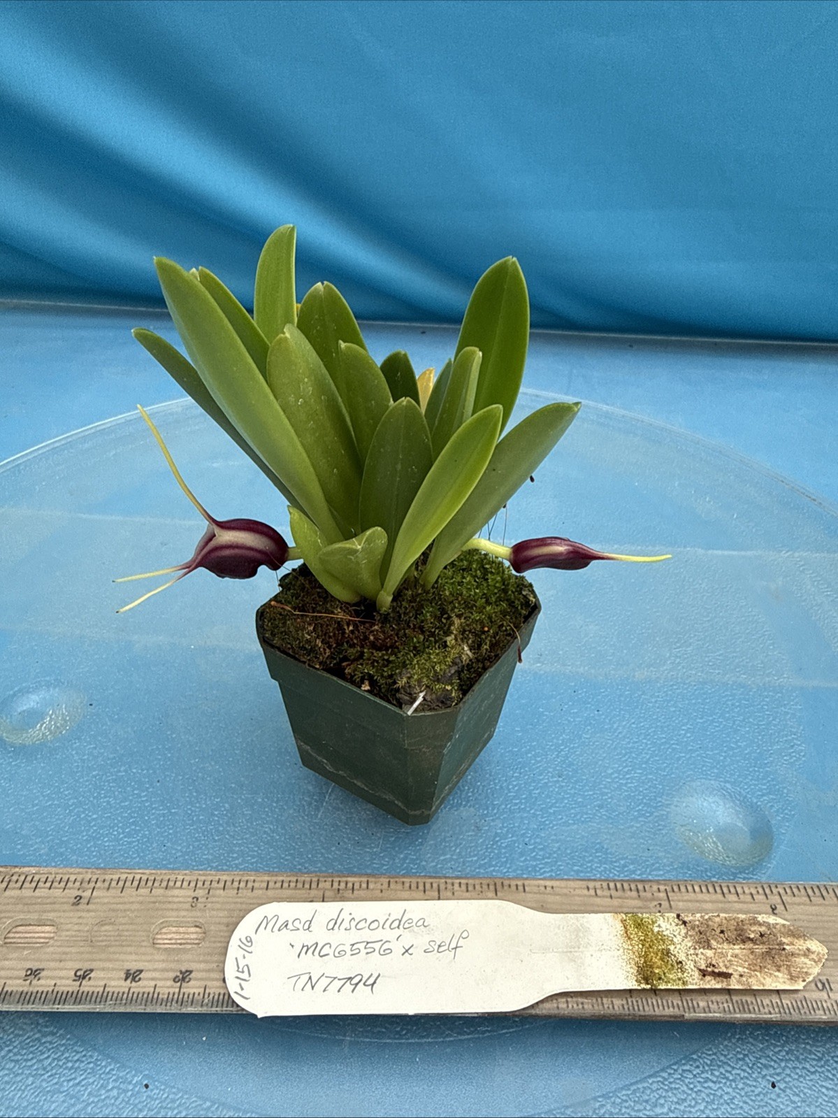 Masdevallia discoidea Cool To Intermediate Orchid Species Yellow Purple 2” Pot