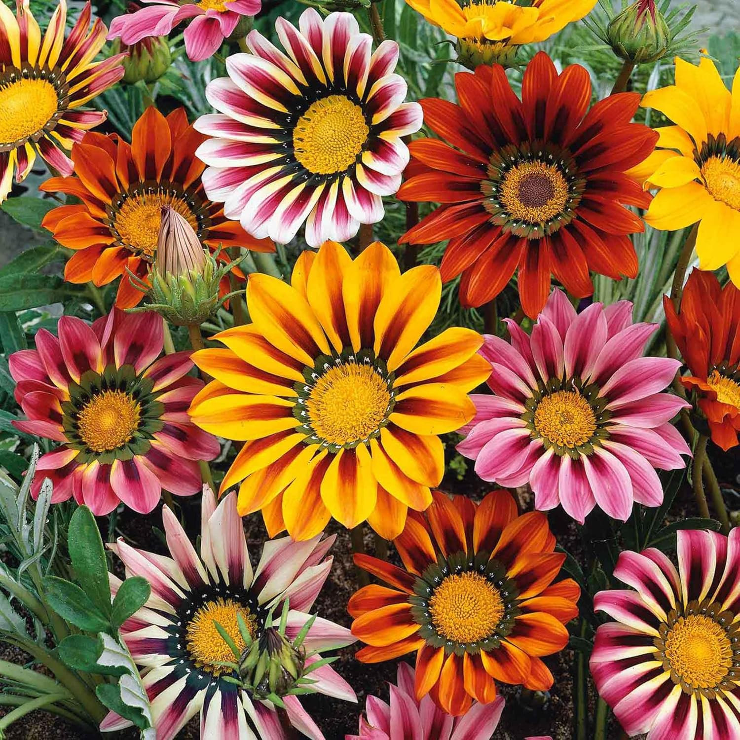 300 Gazania Seeds Mix Heat & Drought Tolerant Garden Flower & Ground Cover Plant