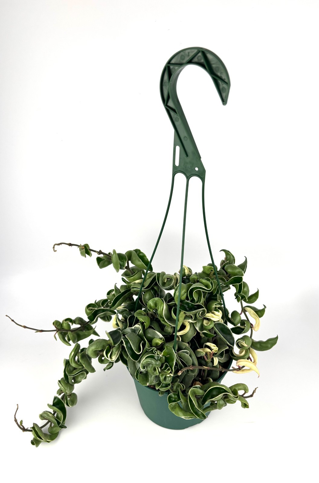 Variegated Hoya Hindu Rope Large Trailing House Plant, 6″ Hanging Pot