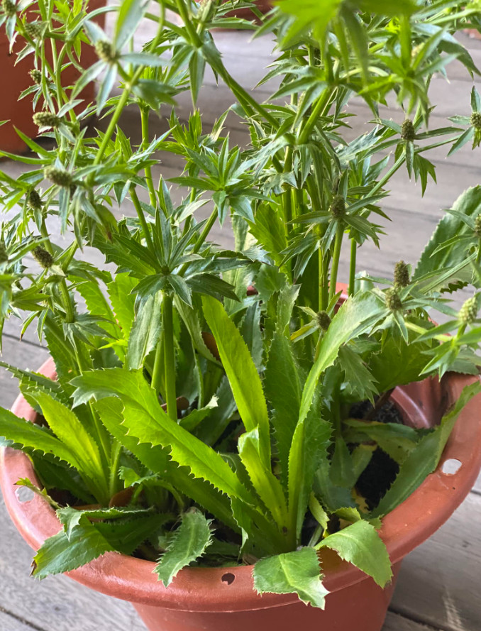 Live Culantro Plant (Eryngium foetidum) – 4″ Tall – 3.5″ Pot – Culinary Herb