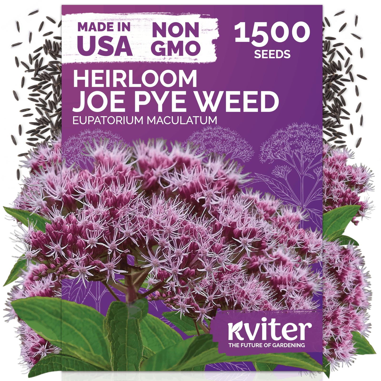 KVITER 1500 Joe Pye Weed Seeds (Eupatorium Maculatum)