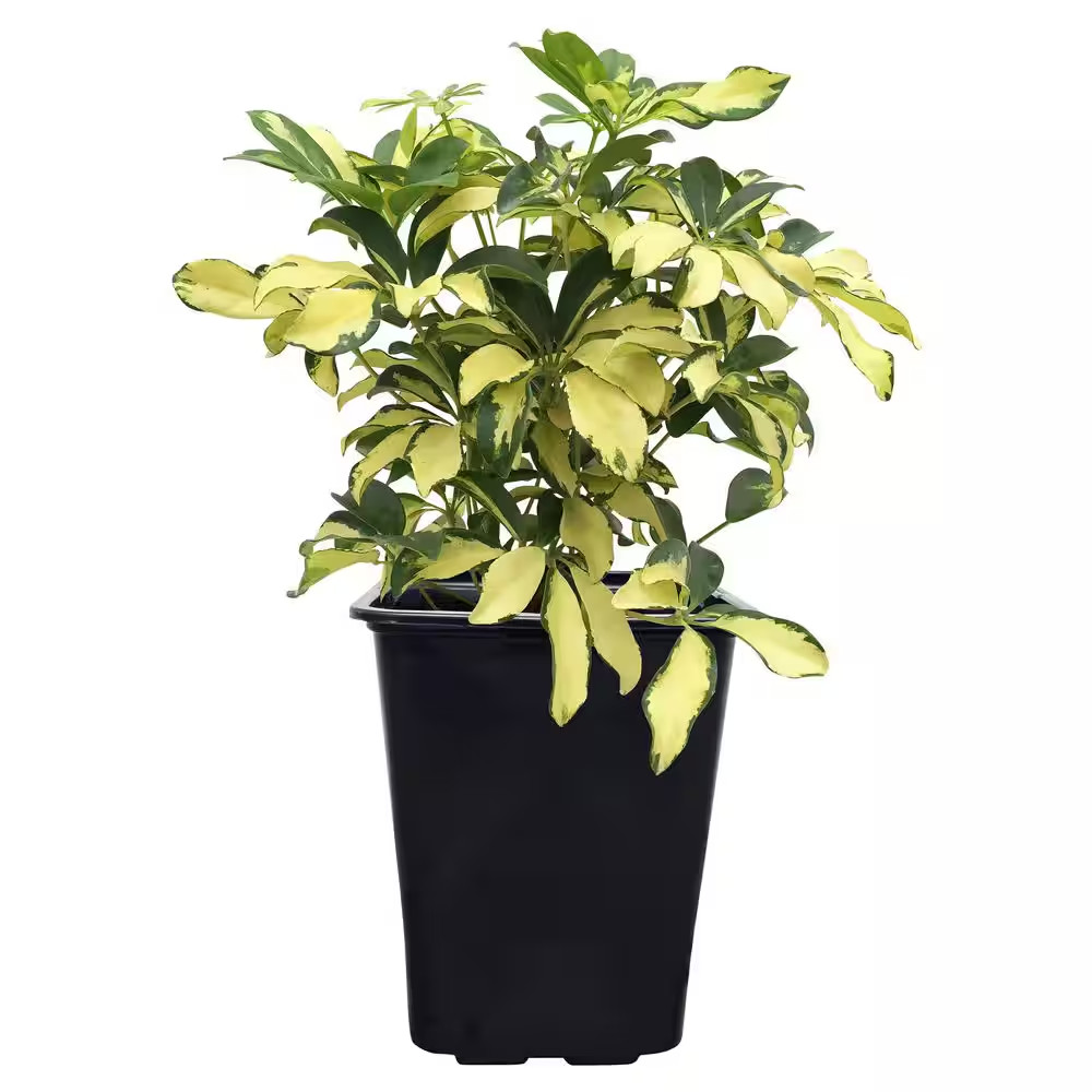 Arboricola Trinette Live Outdoor Plant in Growers Pot Average Shipping Height 1-