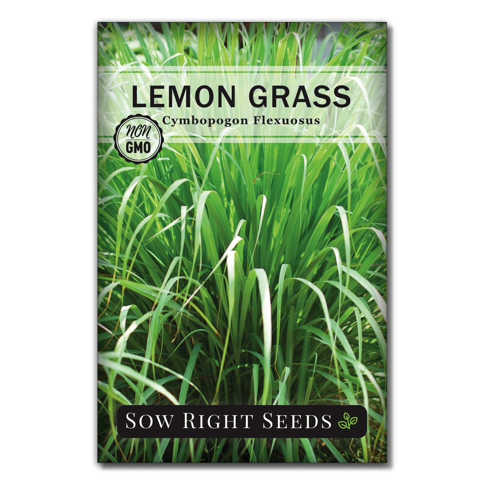 Sow Right Seeds – Lemon Grass for Planting – Non-GMO Heirloom – Brown