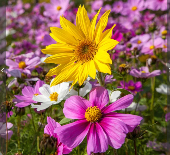 500 mg Wildflower Annual and Perennial Mix – NON-GMO – Free Shipping