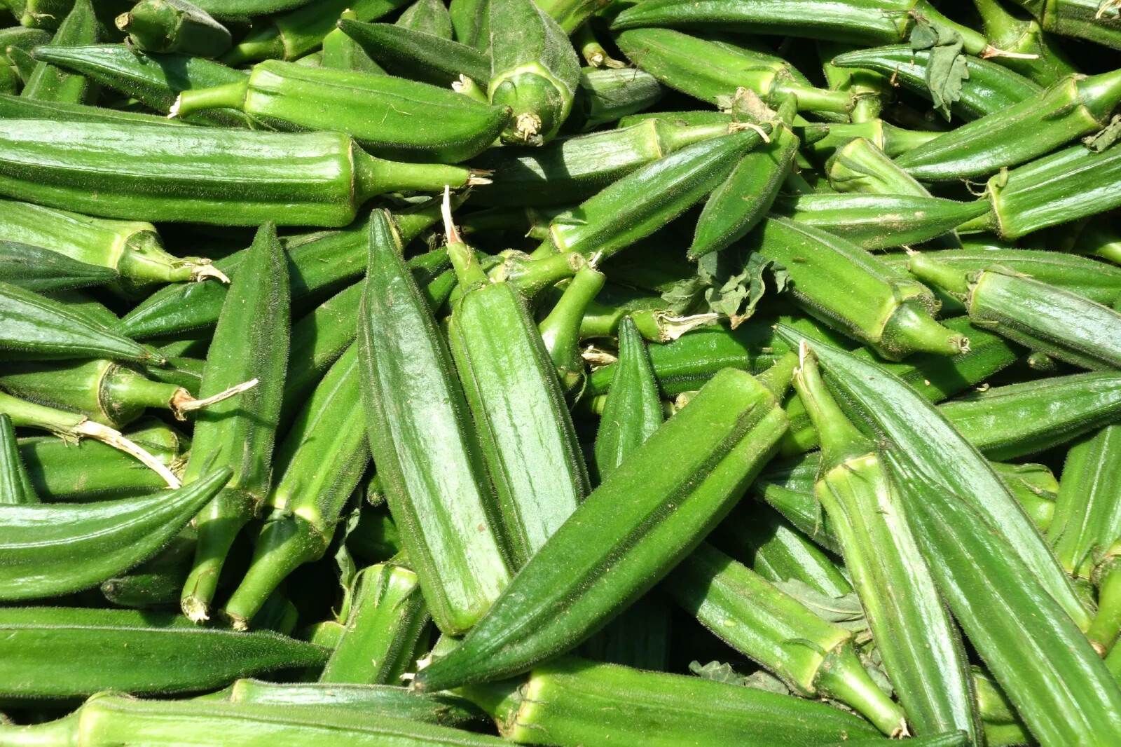 Ckemson Spieless Okra Seeds NON-GMO Heirloom Open Pollinated Easy to Grow! YUM!